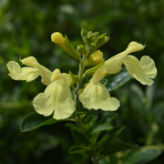 Salvia Lemon Light